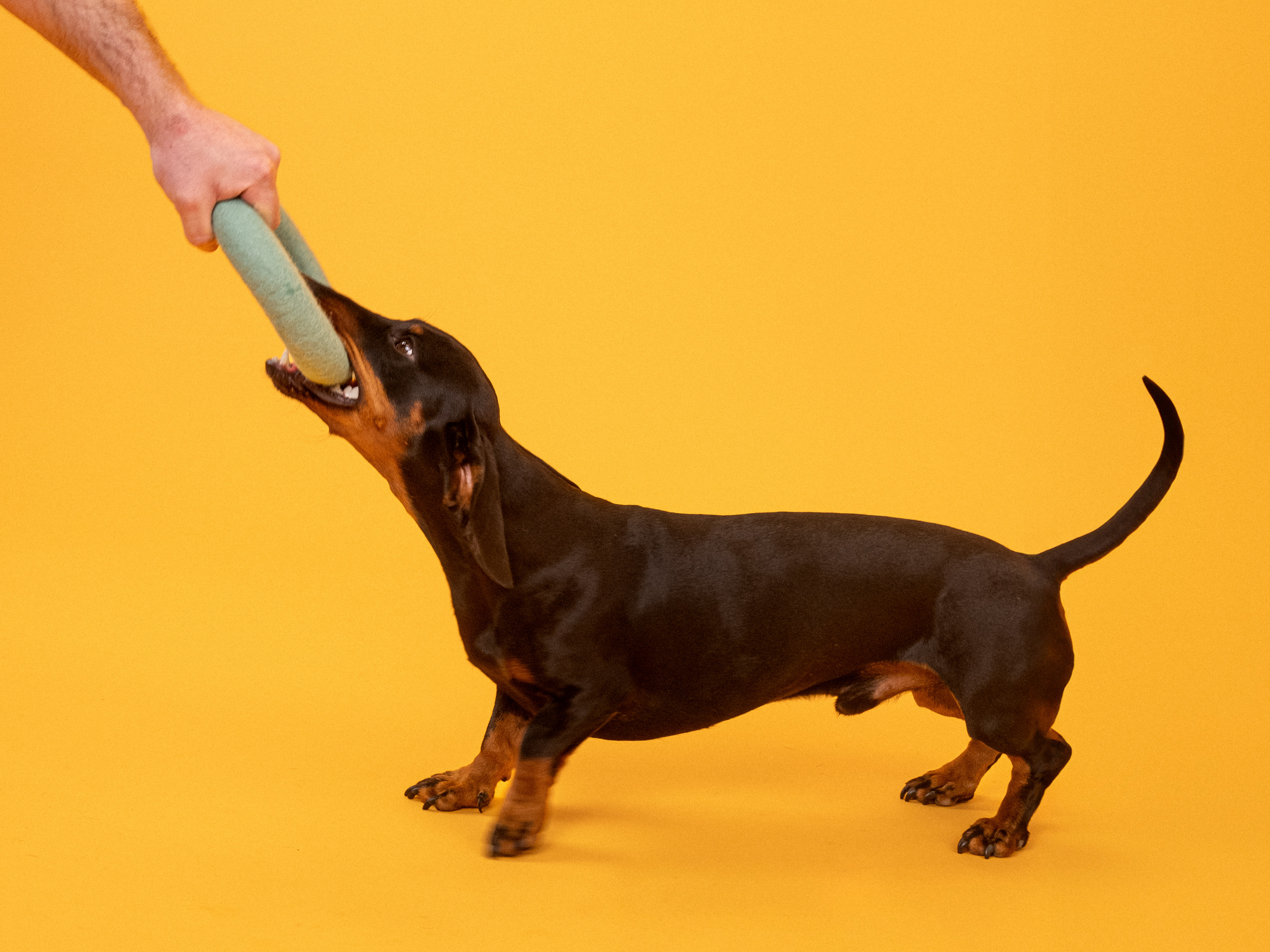 Hundespielzeug Ring - myfelt