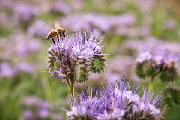 Saatgut-Holzbox S – Bienenparadies