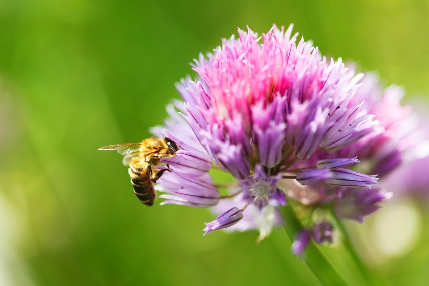 Saatgut-Holzbox S – Bienenparadies