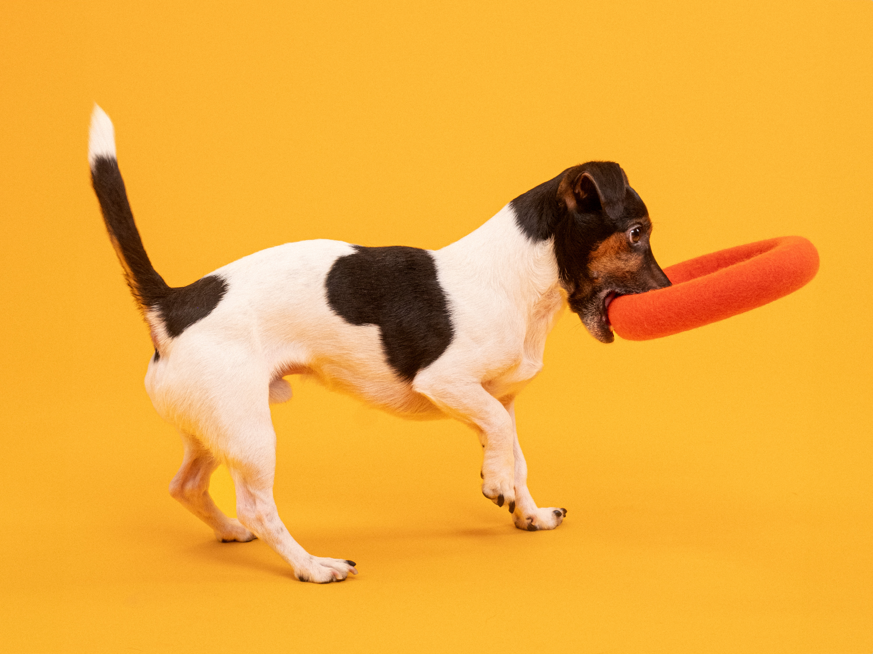 Hundespielzeug Ring - myfelt